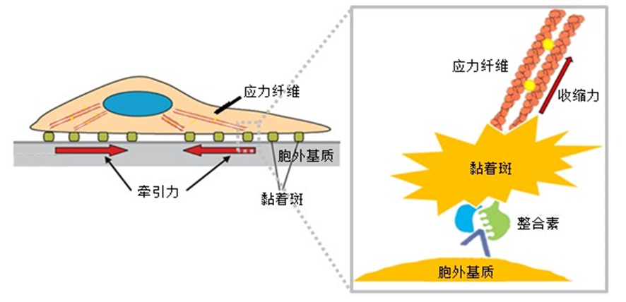 细胞牵引力说明